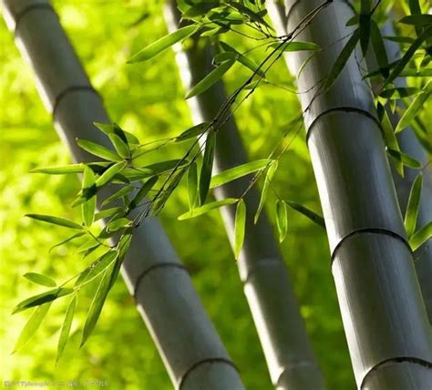竹子是樹還是草